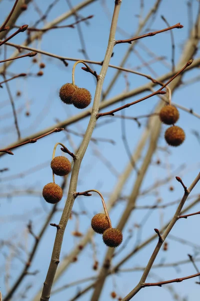Owoce Platyny Drzewach Zimie — Zdjęcie stockowe