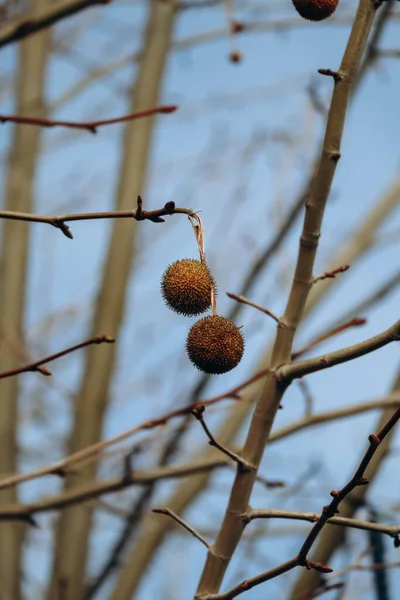 Owoce Platyny Drzewach Zimie — Zdjęcie stockowe