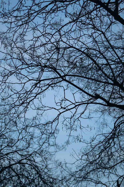 Ramos Árvores Sem Folhas Inverno Paris — Fotografia de Stock