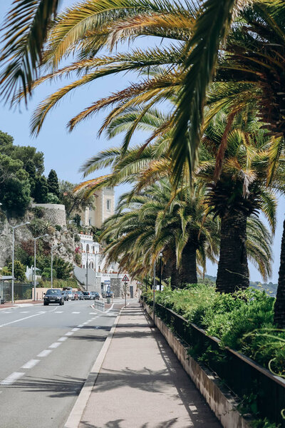 Palm trees along the road between Nice and Villefranche sur Mer, on the French Riviera