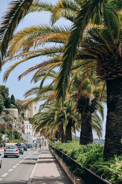 Palm trees along the road between Nice and Villefranche sur Mer, on the French Riviera
