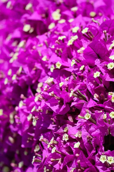 Çiçek açan bir bougainvillea 'ya yakın plan, kısmen bulanık.