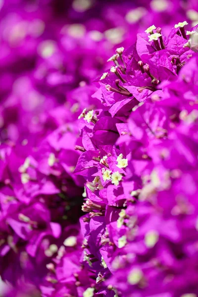 Close-up of a blooming bougainvillea, partly out of focus