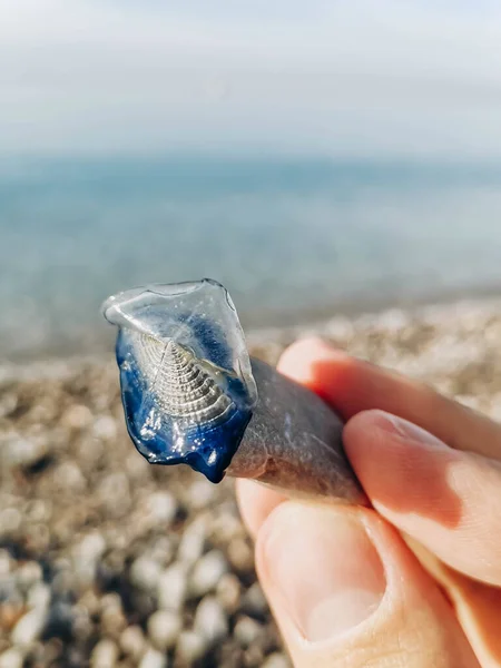 Gros Plan Une Petite Méduse Bleue Échouée Par Mer Sur — Photo