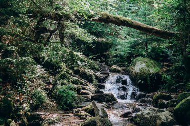 Ceyrat bölgesinde orman ve dere, Clermont Ferrand yakınlarında.