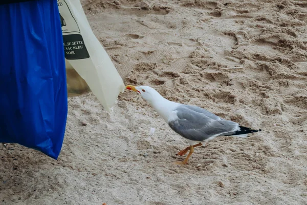 海鸥在海滩上偷垃圾袋里的食物 — 图库照片