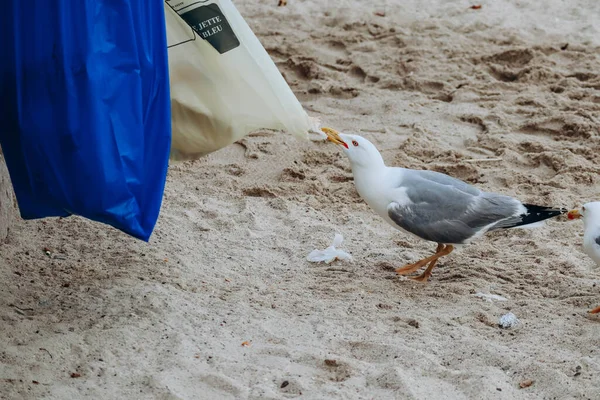 Möwe Stiehlt Nahrung Aus Müllsäcken Strand — Stockfoto