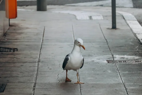 Seagull Walks Pavement Nice France — Stock Photo, Image