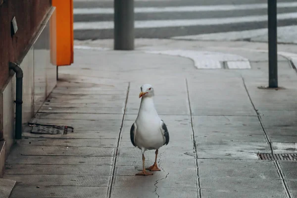 Seagull Walks Pavement Nice France — Stock Photo, Image
