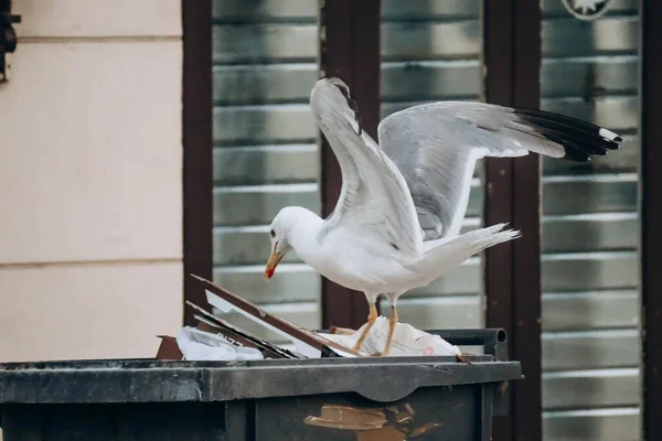 Eine Möwe Wühlt Einem Mülleimer Auf Einer Straße Zentrum Von — Stockfoto