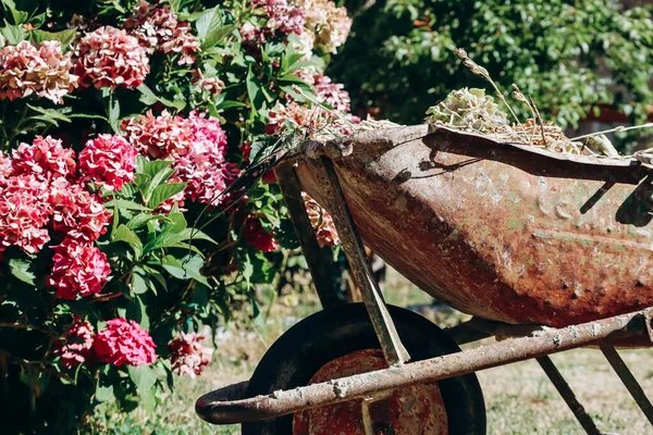 Ein Alter Wagen Garten Neben Einem Rosafarbenen Hortensienstrauch — Stockfoto
