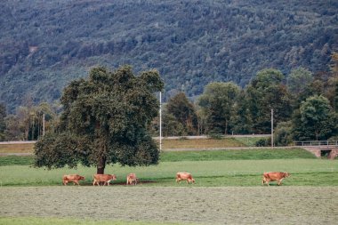 İsviçre, Alpnach 'ın resimli manzarası