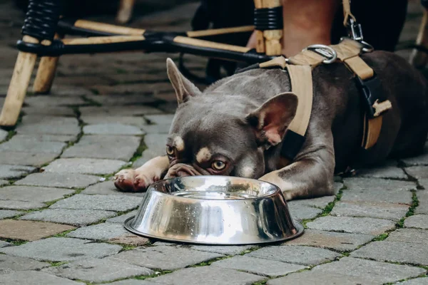 French bulldog next to his bowl of water in the center of Lucerne, Switzerland
