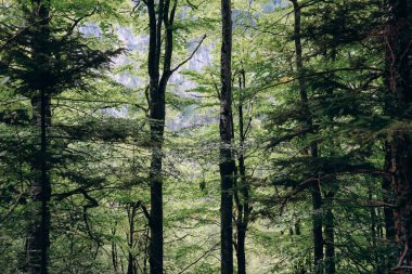 Schwangau, Bavyera, Güney Almanya 'da Neuschweinstein Kalesi' ne bağlı güzel bir orman.