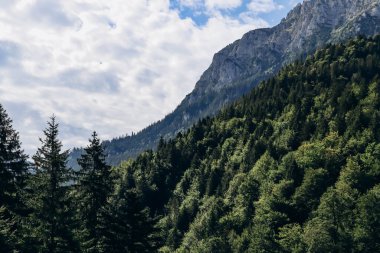 Schwangau, Bavyera, Güney Almanya 'da Neuschweinstein Kalesi' ne bağlı güzel bir orman.