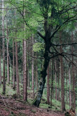 Schwangau, Bavyera, Güney Almanya 'da Neuschweinstein Kalesi' ne bağlı güzel bir orman.