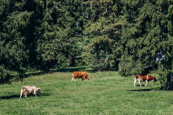 Коровы Пасутся Поле Недалеко Швангау Бавария Германия — стоковое фото