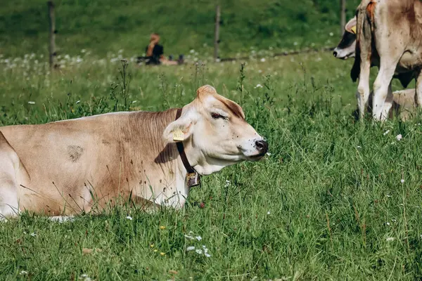 Коровы Пасутся Поле Недалеко Швангау Бавария Германия — стоковое фото