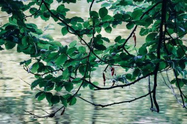 Almanya, Bavyera 'daki Alatsee Gölü manzarası