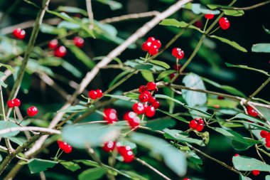 Bazı yeşil yapraklarla Avrupa sineği hanımeli (Lonicera xylosteum) olgun kırmızı böğürtlenlere yakından bakın
