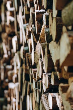 Kış için hazırlanmış odun yığınları ormanda kurumaya bırakılmış.