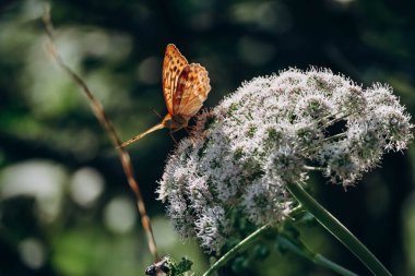 Angelica (Angelica sylvestris ya da vahşi melek))