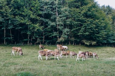Fussen, Bavyera, Almanya yakınlarındaki bir tarlada inekler otluyor