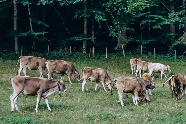 Коровы Пасутся Поле Недалеко Фуссена Бавария Германия — стоковое фото