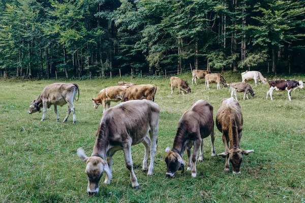 Коровы Пасутся Поле Недалеко Фуссена Бавария Германия — стоковое фото