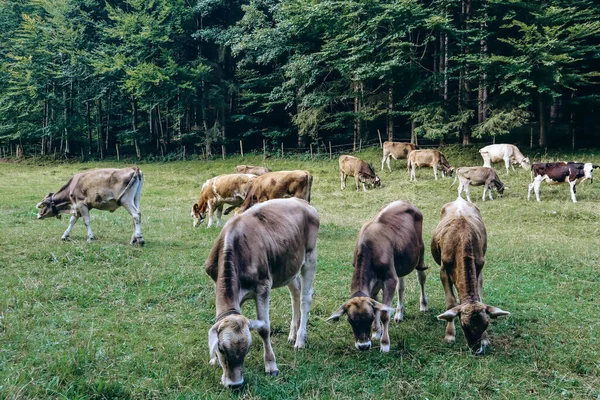 Αγελάδες Βόσκουν Ένα Χωράφι Κοντά Στο Fussen Βαυαρία Γερμανία — Φωτογραφία Αρχείου
