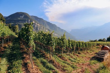 İtalya 'nın kuzeyinde Güney Tyrol' daki dağlardaki üzüm bağları Bolzano 'nun yaklaşık 15 km güneyinde, Pinot Noir Patikası