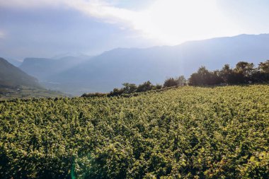 İtalya 'nın kuzeyinde Güney Tyrol' daki dağlardaki üzüm bağları Bolzano 'nun yaklaşık 15 km güneyinde, Pinot Noir Patikası