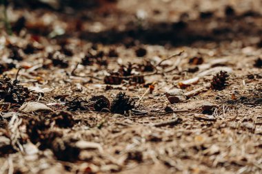 Ormanın zeminine yakın çekim: koniler, düşen yapraklar, dallar