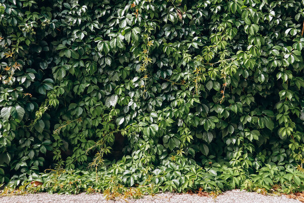 Beautiful grape vines covering the wall of a house