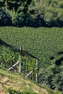 İtalya 'nın kuzeyinde Güney Tyrol' daki dağlardaki üzüm bağları Bolzano 'nun yaklaşık 15 km güneyinde, Pinot Noir Patikası