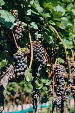 İtalya 'nın kuzeyinde Güney Tyrol' daki dağlardaki üzüm bağları Bolzano 'nun yaklaşık 15 km güneyinde, Pinot Noir Patikası