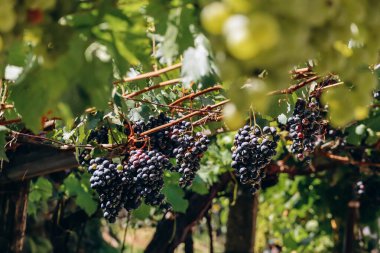 İtalya 'nın kuzeyinde Güney Tyrol' daki dağlardaki üzüm bağları Bolzano 'nun yaklaşık 15 km güneyinde, Pinot Noir Patikası