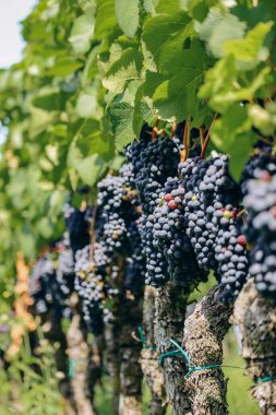 İtalya 'nın kuzeyinde Güney Tyrol' daki dağlardaki üzüm bağları Bolzano 'nun yaklaşık 15 km güneyinde, Pinot Noir Patikası