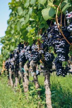 İtalya 'nın kuzeyinde Güney Tyrol' daki dağlardaki üzüm bağları Bolzano 'nun yaklaşık 15 km güneyinde, Pinot Noir Patikası