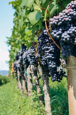 İtalya 'nın kuzeyinde Güney Tyrol' daki dağlardaki üzüm bağları Bolzano 'nun yaklaşık 15 km güneyinde, Pinot Noir Patikası