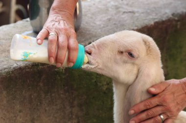 Bir kuzu, çiftlikteki bir şişeden beslenir.