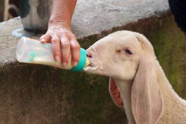 Bir kuzu, çiftlikteki bir şişeden beslenir.