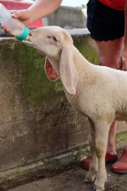 Bir kuzu, çiftlikteki bir şişeden beslenir.