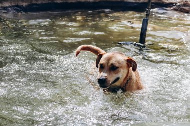 Çiftlikte bir köpek sıcakta küçük bir havuzda banyo yapar.