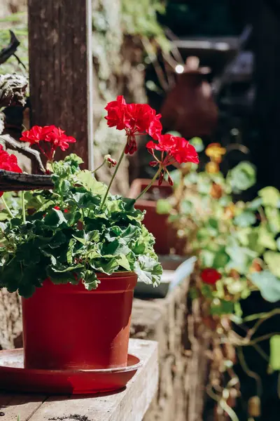 Red geranium in a pot on a farm in northern Italy