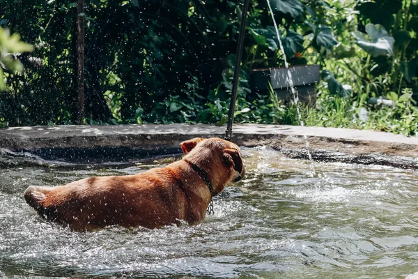 A dog on a farm bathes in a small pool in the heat