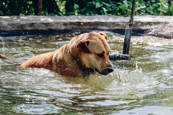 A dog on a farm bathes in a small pool in the heat