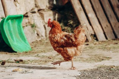 Kuzey İtalya 'da bir çiftlikte tavuklar