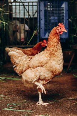 Kuzey İtalya 'da bir çiftlikte tavuklar