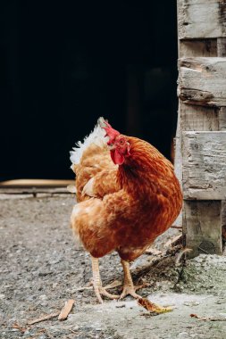 Kuzey İtalya 'da bir çiftlikte tavuklar